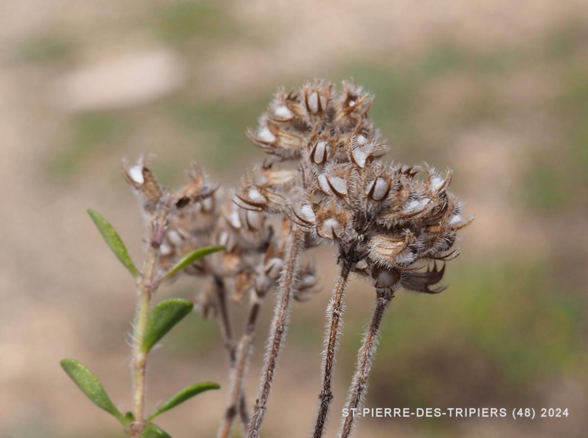 Thyme, (Dolomite) fruit